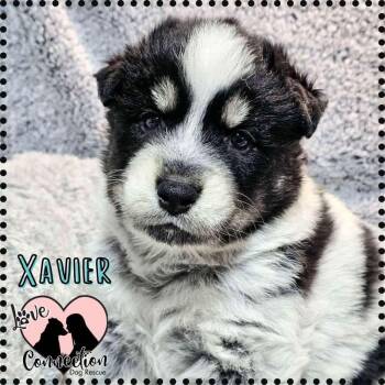 Rescue Siberian Husky Dogs for Adoption in Gilbert, Arizona - Xavier | PetCurious