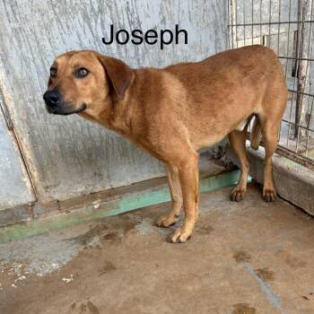 Joseph -  Labrador Retriever Dog for Adoption in Austin, Texas - Joseph | PetCurious