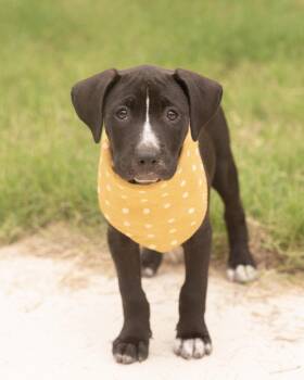 STELLA -  Terrier Dog for Adoption in Southaven, Mississippi - STELLA | PetCurious