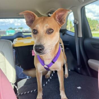 Isla -  Mountain Cur and Mixed Breed Dog for Adoption in Hobe Sound, Florida - Isla | PetCurious