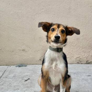 Robbie -  Mixed Breed Dog for Adoption in Woodstock, Ontario - Robbie | PetCurious