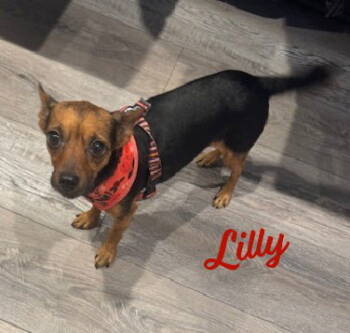 Rescue Chihuahua Dogs for Adoption in Houston, Texas - Lilly #buddy-of-Luis | PetCurious