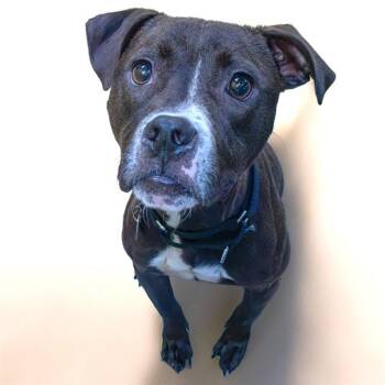 MASON -  Pit Bull Terrier and Mixed Breed Dog for Adoption in St. Louis, Missouri - MASON | PetCurious
