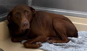 Ivy -  Labrador Retriever Dog for Adoption in Burgaw, North Carolina - Ivy | PetCurious