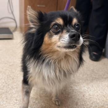 Kiko -  Pomeranian Dog for Adoption in Reno, Nevada - Kiko | PetCurious