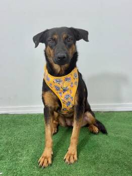 German Pinscher and German Shepherd Dog Dogs Available for Adoption - Mely | PetCurious