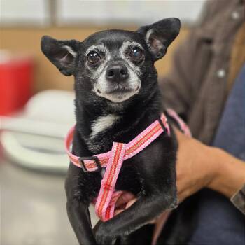 Lucy -  Chihuahua Dog for Adoption in Milan, Illinois - Lucy | PetCurious