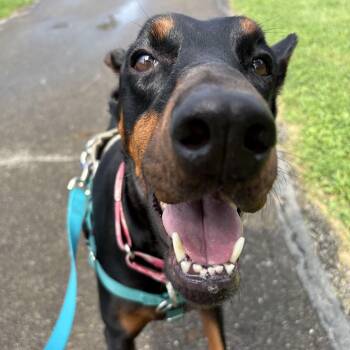 Samba -  Doberman Pinscher Dog for Adoption in Columbus, Ohio - Samba | PetCurious