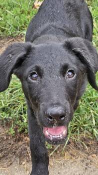 Blake -  Labrador Retriever and Spaniel Dog for Adoption in West Peoria, Illinois - Blake | PetCurious