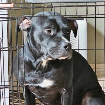 Yeti -  Mixed Breed Dog for Adoption in Quincy, Florida - Yeti | PetCurious