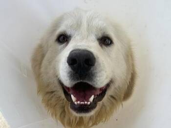 Mixed Breed Dogs Available for Adoption in Georgetown, Texas - Ritz | PetCurious