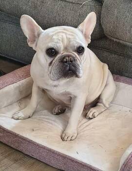 Nelly -  French Bulldog Dog for Adoption in Plymouth, Michigan - Nelly | PetCurious