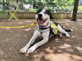 Kaze --Courtesy Post. Out of town pet. See below for details-- -  Pit Bull Terrier Dog for Adoption in Eagle, Idaho - Kaze --Courtesy Post. Out Of Town Pet. See Below For Details-- | PetCurious