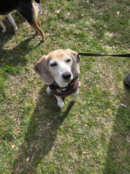 Rescue Beagle Dogs for Adoption in Virginia Beach, Virginia - Mabel | PetCurious