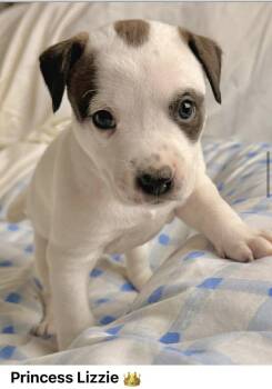 Hound Dogs Available for Adoption - Elizabeth | PetCurious