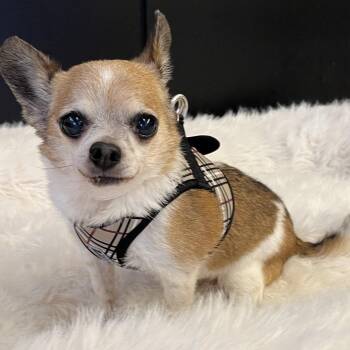 David Soul 14512 -  Chihuahua Dog for Adoption in San Francisco, California - David Soul 14512 | PetCurious