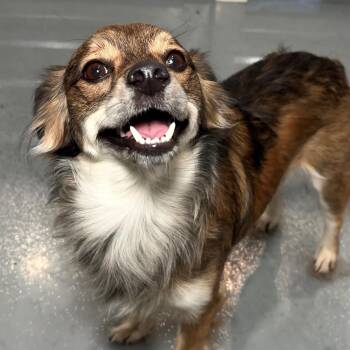 Chihuahua Dogs Available for Adoption - Max | PetCurious