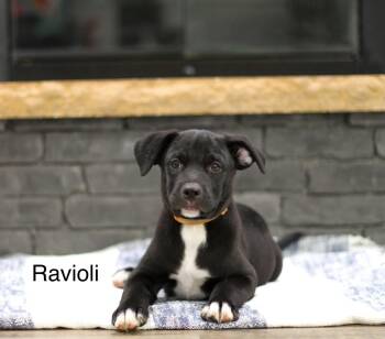 Ravioli -  Mixed Breed Dog for Adoption in Mobile, Alabama - Ravioli | PetCurious