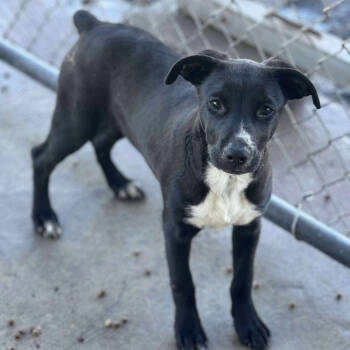 Rescue Labrador Retriever and Boxer Dogs for Adoption in Anahuac, Texas - Witch Hazel | PetCurious