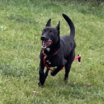 Bowser -  Black Labrador Retriever Dog for Adoption in Fort Wayne, Indiana - Bowser | PetCurious