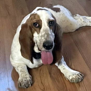 Rescue Basset Hound Dogs for Adoption in Hamilton, New Jersey - ELLIE MAE | PetCurious