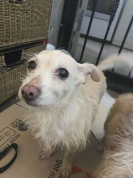 Terrier Dogs Available for Adoption in Severance, Colorado - Snowball | PetCurious