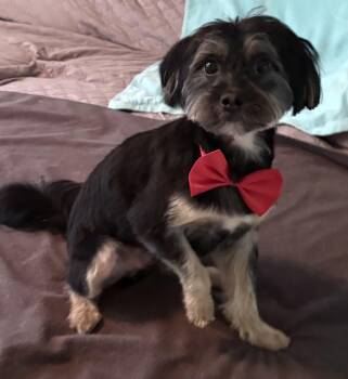 Russell -  Silky Terrier Dog for Adoption in Lawrenceville, Georgia - Russell | PetCurious