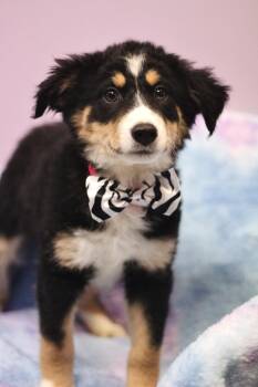 Australian Shepherd Dogs Available for Adoption - Meredith Palmer In NH! Come Meet Our Adoptable Dogs Wednesday-Sa | PetCurious