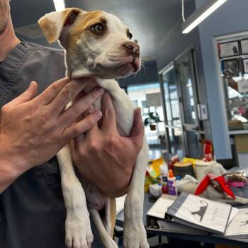 American Staffordshire Terrier and Boxer Dogs Available for Adoption in Kingman, Arizona - Cliff | PetCurious