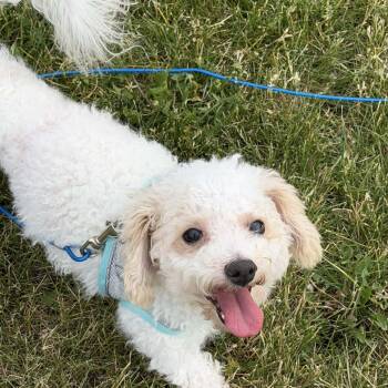 Bichon Frise Dogs Available for Adoption in Cedar Rapids, Iowa - Finn | PetCurious