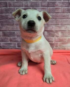 Yellow -  Pit Bull Terrier Dog for Adoption in Sedalia, Colorado - Yellow | PetCurious