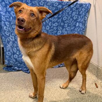 Browse -  Shepherd Dog for Adoption in San Gabriel, California - Browse | PetCurious