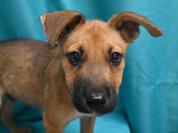 Sky -  German Shepherd Dog and Mixed Breed Dog for Adoption in Portland, Oregon - Sky | PetCurious