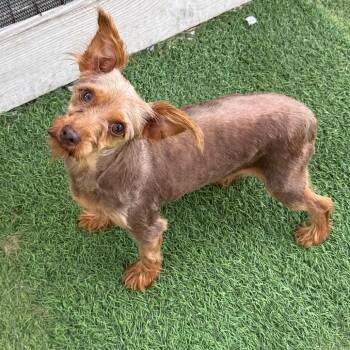 Lumi 3560 -  Yorkshire Terrier Dog for Adoption in Loxahatchee Groves, Florida - Lumi 3560 | PetCurious