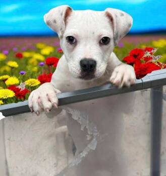 Rescue American Bulldog Dogs for Adoption in Lutz, Florida - Chewy | PetCurious