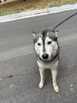 SIERRA -  Siberian Husky Dog for Adoption in Oklahoma City, Oklahoma - SIERRA | PetCurious