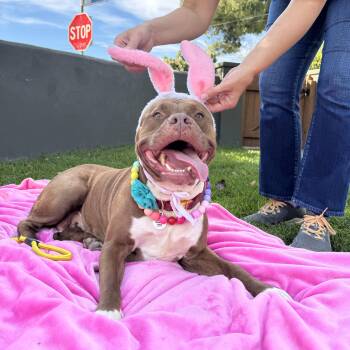 Pit Bull Terrier and American Staffordshire Terrier Dogs Available for Adoption in Los Angeles, California - Brandi | PetCurious
