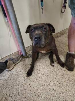CHOOCH -  Pit Bull Terrier and Mixed Breed Dog Available for Adoption - CHOOCH | PetCurious