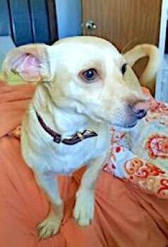 Rescue Corgi and Chihuahua Dogs for Adoption in Mount Airy, North Carolina - Kirby | PetCurious