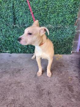 Pit Bull Terrier and Mixed Breed Dogs Available for Adoption - 60562565 | PetCurious