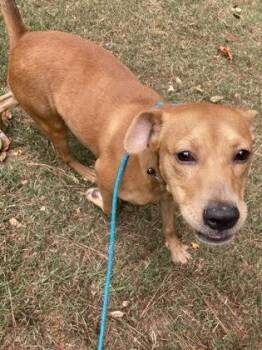 Mixed Breed Dogs Available for Adoption in Chamblee, Georgia - Ernie - IN FOSTER | PetCurious