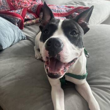 Moses -  American Staffordshire Terrier and Mixed Breed Dog for Adoption in New York, New York - Moses | PetCurious