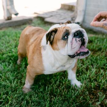 Chopper -  English Bulldog Dog for Adoption in New Orleans, Louisiana - Chopper | PetCurious