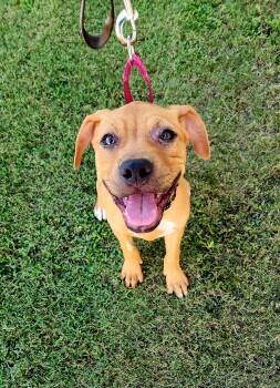 Rescue Boxer Dogs for Adoption in Ayden, North Carolina - Gnocchi | PetCurious