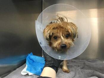 Yorkshire Terrier Dogs Available for Adoption in Thousand Palms, California - FINNEGAN | PetCurious