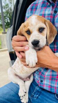 Snickers -  Bluetick Coonhound and Mixed Breed Dog for Adoption in Blairstown, New Jersey - Snickers | PetCurious