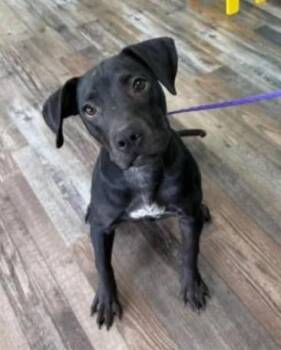 Raven -  Terrier Dog Available for Adoption in Sparta, Wisconsin - Raven | PetCurious