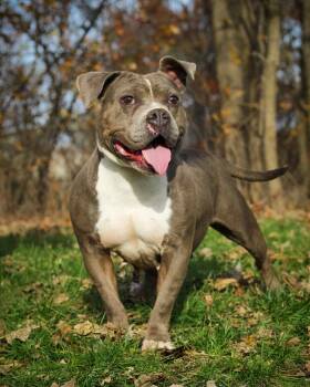 Rescue American Bulldog Dogs for Adoption in Bridgeport, Connecticut - Mochi | PetCurious