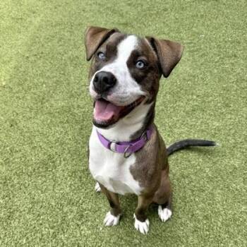 Artemis -  Pit Bull Terrier and Mixed Breed Dog for Adoption in Bellevue, Washington - Artemis | PetCurious