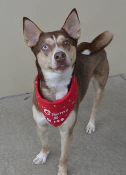 Husky Dogs Available for Adoption - Ozzy | PetCurious